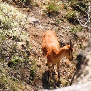 Koruma altındaki çengel boynuzlu dağ keçilerinin zorlu yolculuğu