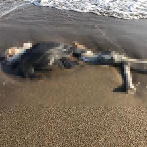 Kıyıya vurmuş insan iskeleti bulundu
