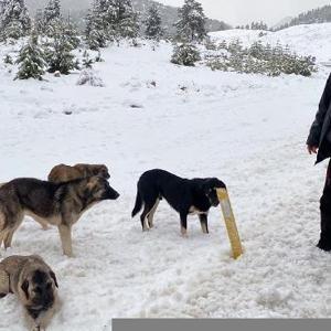 Dağa terk edilen köpeklere sürücülerden yardım eli