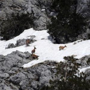 Gündoğmuşun dağ keçileri fotoğraflandı