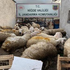 Niğdede çalınan koyunlar jandarma tarafından bulundu