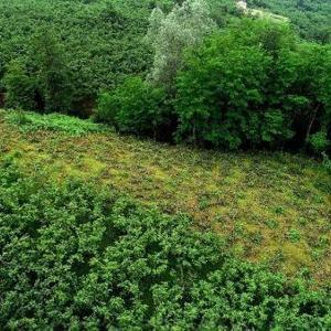 Ordu’da 240 fındık ağacı kimliği belirsiz kişi veya kişilerce kesildi