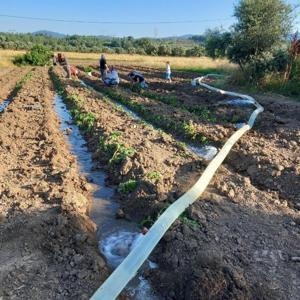 YK Enerji, Milasta bin dönümlük tarım arazisinin sulama sorununu çözdü