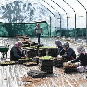 Bursa’yı süsleyen çiçekleri dağ ilçesindeki çiftçiler yetiştiriyor