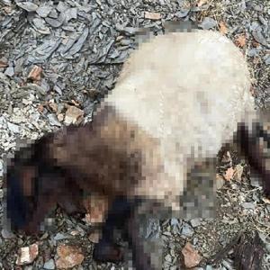 Şırnak’ta kurtların saldırdığı sürüdeki 14 koyun öldü