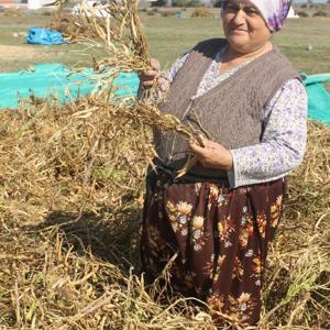 Manyas’ta ‘Kazak fasulyesi’ hasadı başladı