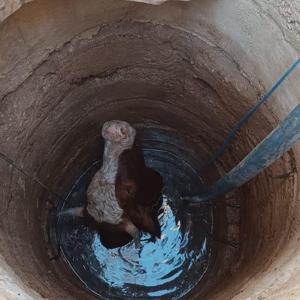 Mardinde su kuyusuna düşen inek kurtarıldı