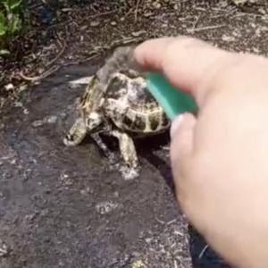 Sıcaktan etkilenen yavru kaplumbağanın önce susuzluğu giderildi, sonra serinletildi