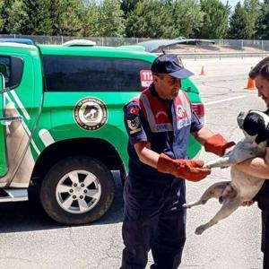 Edirne’de vatandaşların bulduğu yaralı köpek tedaviye alındı