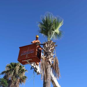 Marmariste palmiyelerin bakım zamanı