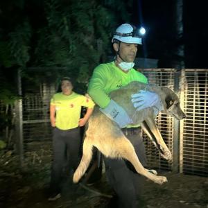İzmirde yangın nedeniyle 335 hayvan koruma altına alındı