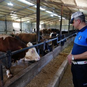 Düzcede kurbanlık satış ve kesim yerlerinde denetim