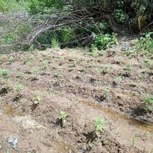 Bingölde 330 kök kenevir bitkisi ele geçirildi