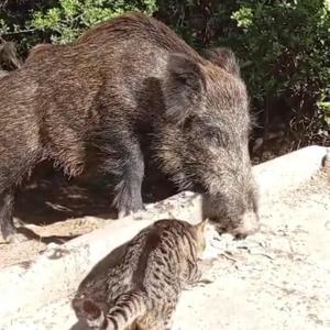 Yaban domuzu ile kedinin birlikte yemek yemesi kamerada