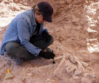 Yer: Kayseri 7,5 milyon yıllık zürafa kol kemiği bulundu