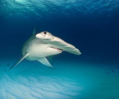 Okyanusların Korkulu Rüyası: Çekiç Başlı Köpek Balığı