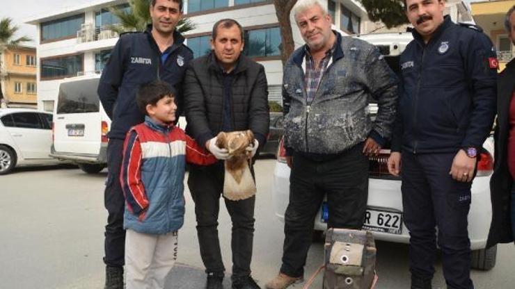 Yaralı şahini evinde besledi