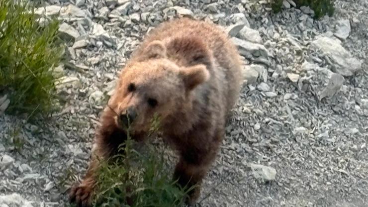 Bartında Sahile İnen Yavru Boza