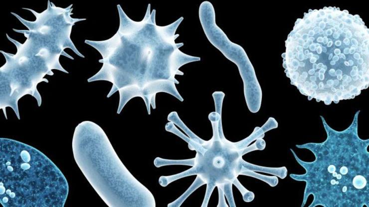 Bilim insanları insan bedeninde yeni virüsler keşfetti